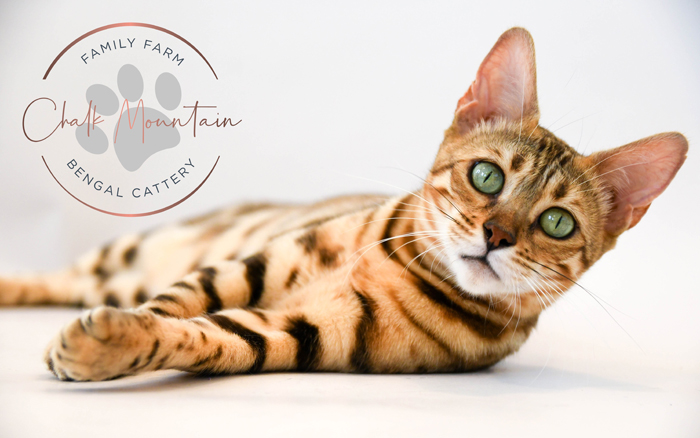 beautiful bengal kitten texas